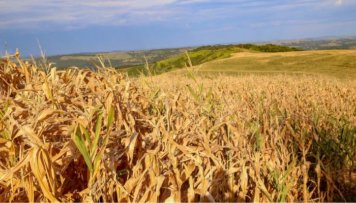  Seca recua no Oeste e Noroeste do Paraná e se agrava no Norte e RMC, diz monitor da ANA